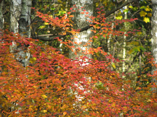 45041 (a): :1600x1200